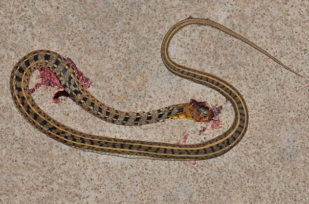 草腹链蛇 (Amphiesma stolata) écrasée. No poisonous! Guangxi, Chine 2017 