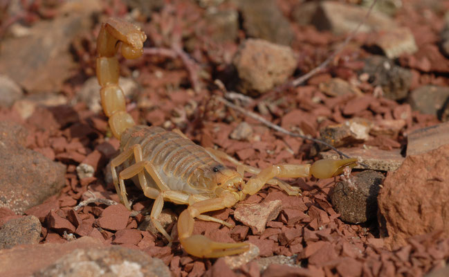 Scorpion languedocien (Bhutus occitanus), Lac du Salagou (Hérault) ©Michel AYMERICH