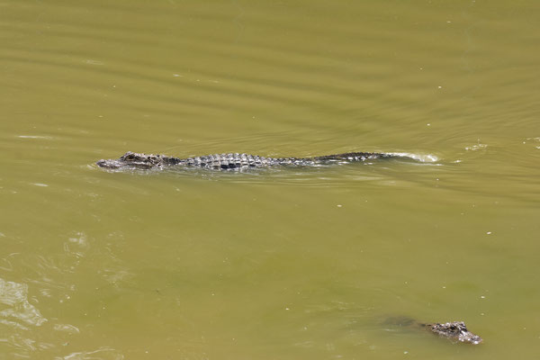 Alligator de Chine (Alligator sinensis). Province de ANHUI  ©Michel AYMERICH
