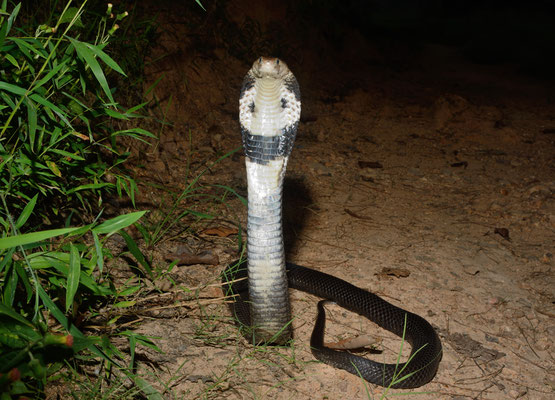  Cobra chinois (Naja atra). Venomous! Juillet 2016 ©Michel AYMERICH