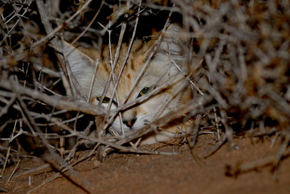 Chat du désert (Felis margarita) @Michel AYMERICH