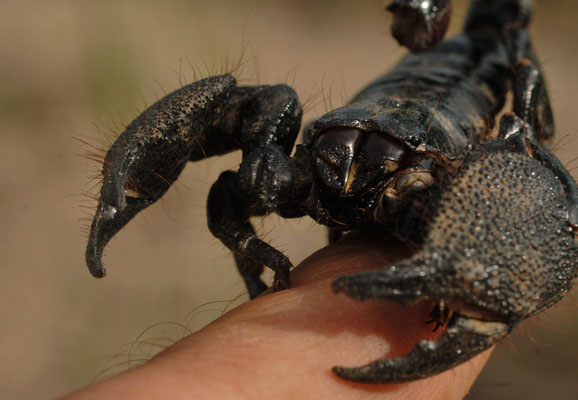 Pandinus imperator, le plus grand scorpion d'Afrique et du monde © Michel Aymerich