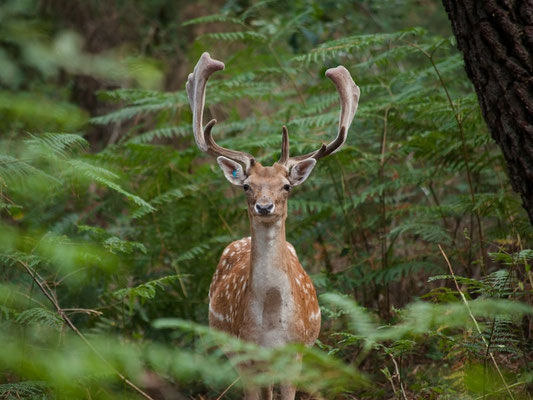 (c) Center Parcs