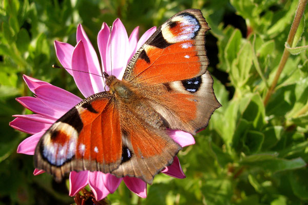 Schmetterling 13