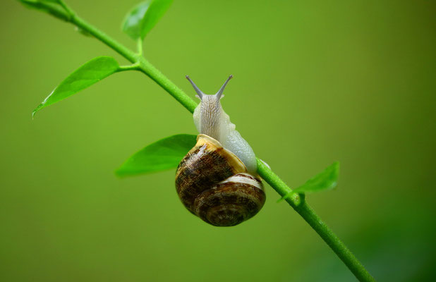 Schnecke 04