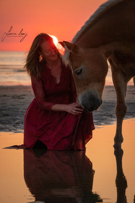 Haflinger Sonnenuntergang