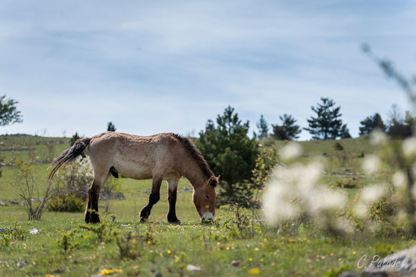 Rencontre avec les chevaux de Przewalski semi-sauvages