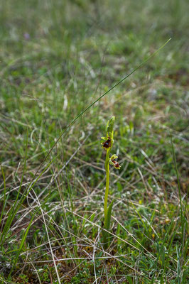 Ophrys araigné