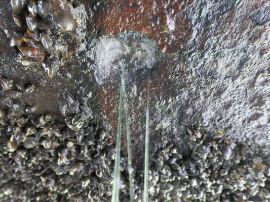 Löcher im Kastenkühlerboden, auslaufendes Kühlmittel (© 16.06.2026 Günther B.)
