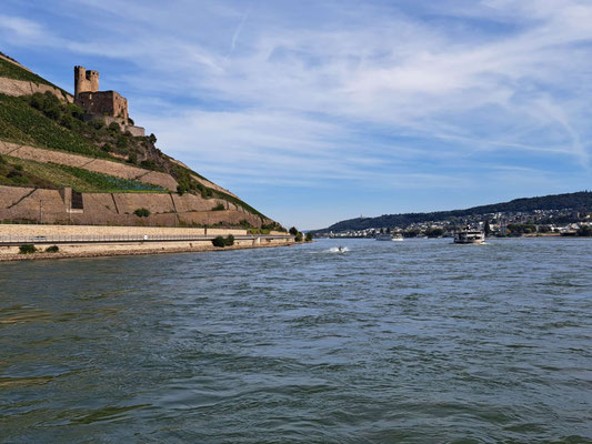 Burgruine Ehrenfels westlich von Rüdesheim (© Andy R. 20.09.2025)