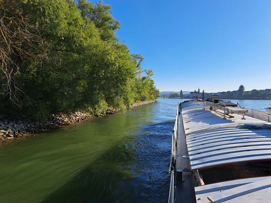 unterhalb von Urmitz mit Eisenbahnbrücke Engers-Urmitz und Kirche St. Georg (© 19.09.2025 Andy R.)