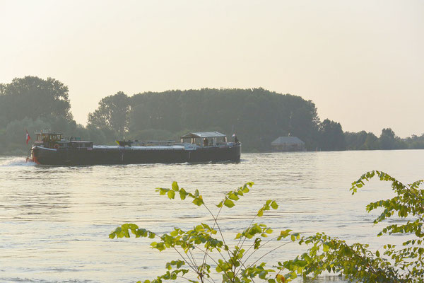 Im Hintergrund eine alte Bekannte, die Schiffsmühle Ginsheim  © Harald H. 20.07.2021 06:59