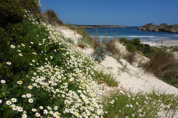 Floraison printanière ( côte sud de Minorque)