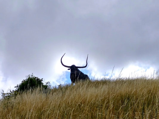 so sieht man den Stier von unten ..-.