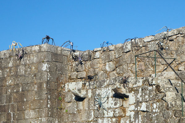 Spinnen am Eingang zum Castelo