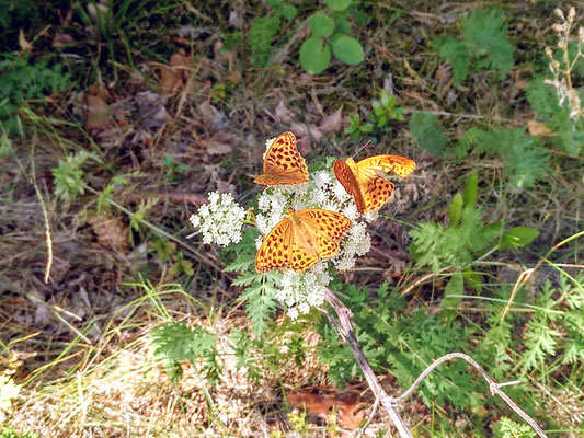 ein flotter Schmetterlings-Dreier 