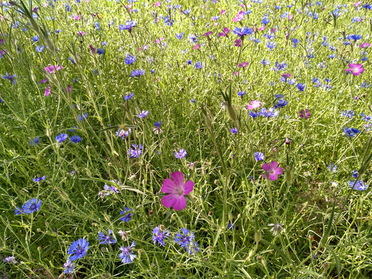 und immer wieder wilde Blumen