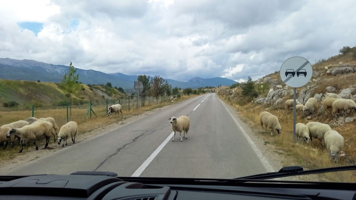 in Jajce waren es Kühe, hier behaupten Schafe ihr Wegerecht