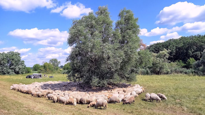 bei der Deichfahrt bieten Ziegen, Schwäne und Schafe viel Idylle