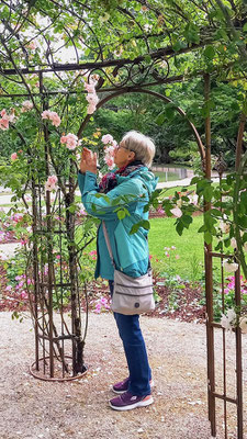 Rosenduft schnuppern in einer kurzen Regenpause