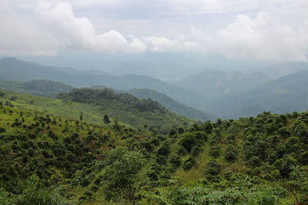 Plantation de thé dans le Nord