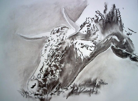 Fusain et crayon- vache salers
