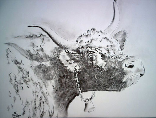 Fusain et crayon- vache salers