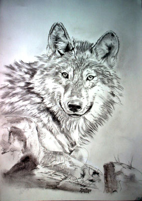 Encre et crayon- le loup