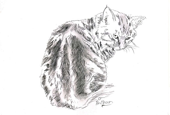 Crayon- le chat 2