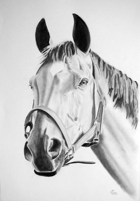 Crayon et fusain-tête de cheval: 102 cm x 70 cm