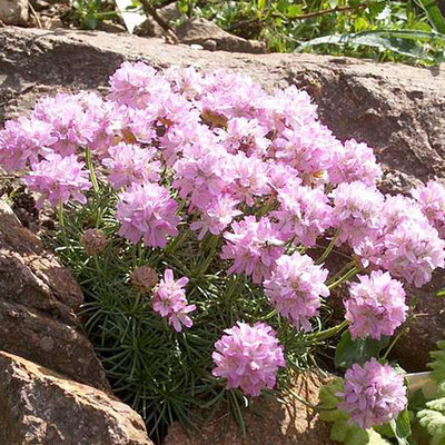  Армерия'Röschen'  Armeria  juniperifolia 'Röschen'