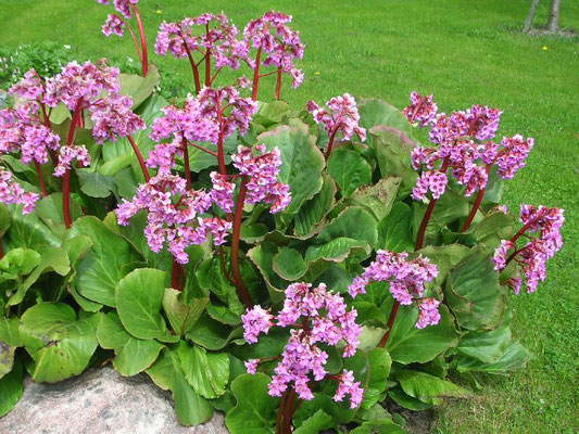  Бадан сердцелистный  Вergenia cordifolia Winnterglut