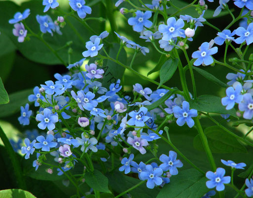  Бруннера незабудочник  Brunnera macrophylla 