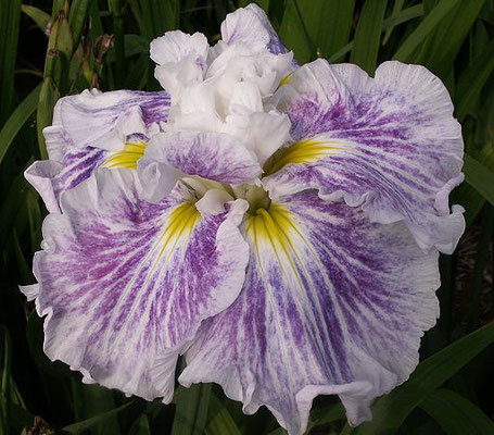  Ирис японский 'Энджел Маунтэйн'   Japanese Iris  'Angel Mountain'