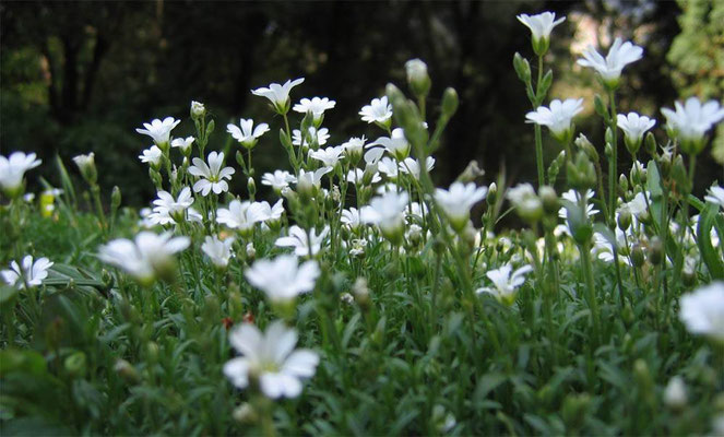 Ясколка Биберштейна  Cerastium biebersteinii