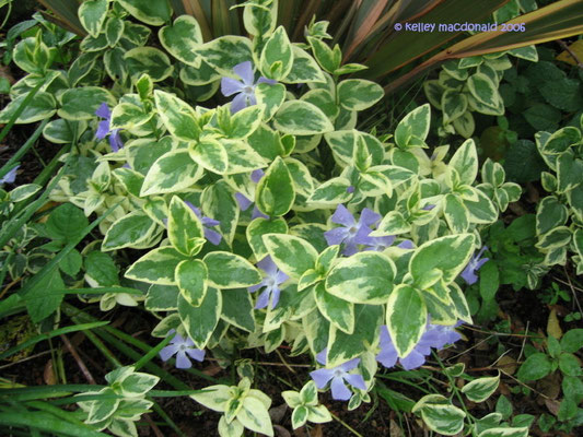  Барвинок большой пестролистный  Vinca  major variegata