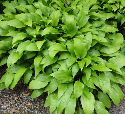 ' Hosta  Lancifolia'