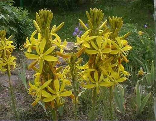  Асфоделина  Asphodeline желтая