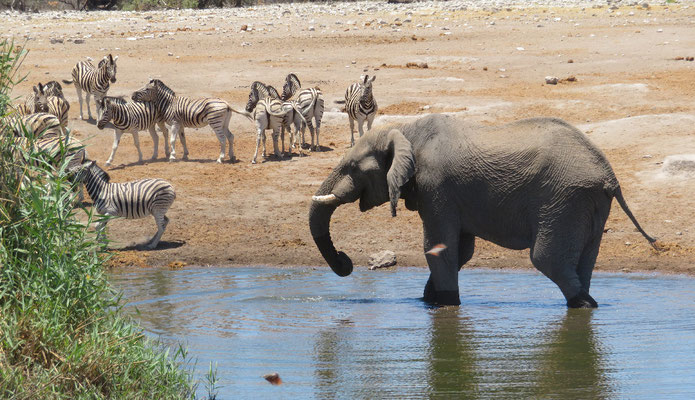Die Zebras trauen sich nicht ans Wasser weil Herr Elephant erst mal trinken und baden will.