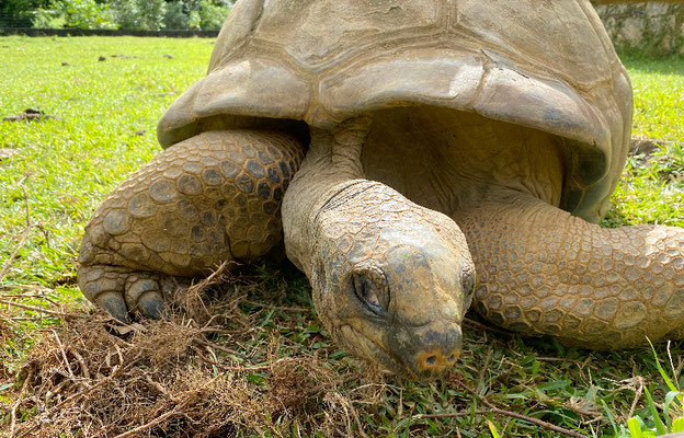 Im Ferney Valley werden grosse Schildkröten gehalten.