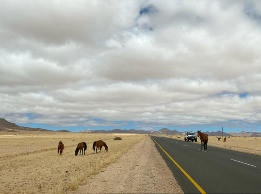 Frei lebende Pferde auf der Strasse nach Lüderiz.