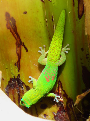 Geckos trifft man vor allem in den Küstenregionen. 