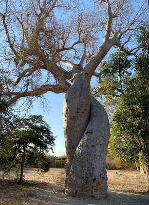 Verliebte Baobabs!