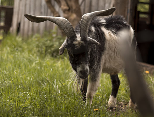 Feriencamp Wildnis-Camp
