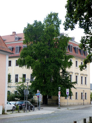 1813 Ältester Ginkgo-Baum Weimars am Fürstenhaus