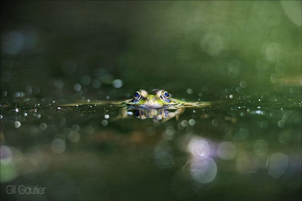 Photographie Gil GAUTIER tous droits réservés