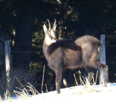 Chamois du 1er groupe