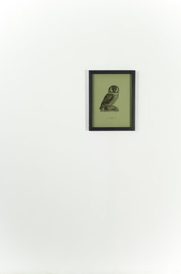 ...di notte, 2019, early 20th-century ornithological illustration and smoked glass, 42x32 cm