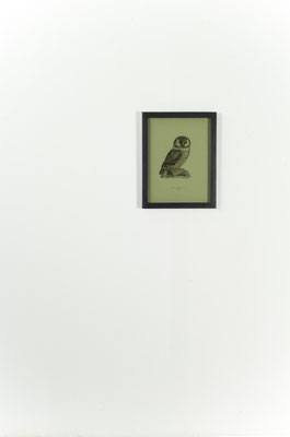 ...di notte, 2019, early 20th-century ornithological illustration and smoked glass, 42x32 cm