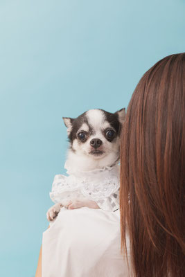 犬の写真